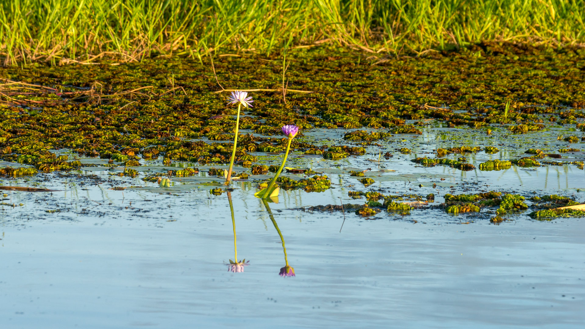 Kakadu National Park - Bootstour im Yellow Water Billabong